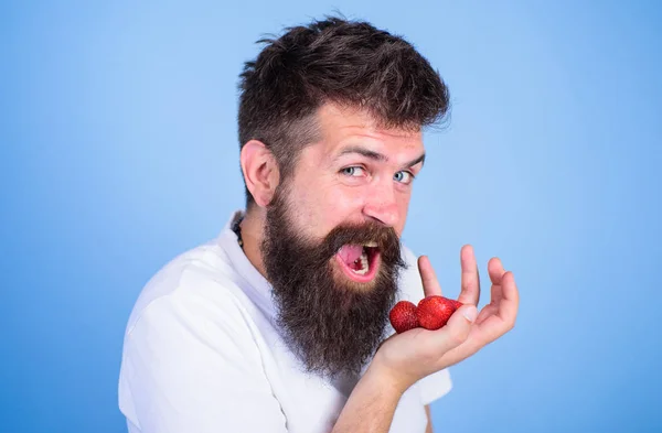 Want to try my berry Hipster bearded holds strawberries on palm, close up. Man cheerful gonna eat ripe sweet strawberries blue background. Man happy face open mouth with beard eats strawberries