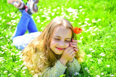 Kırmızı lale çiçek kız rüya gibi yüz tutan, aroma zevk. Bahar tatili kavramı. Çocuk zevk çayır papatya çiçekleri ile yatarken bahar güneşli gün. Çimen, grassplot arka plan üzerinde yatan kız