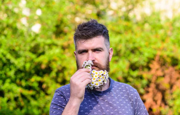 Conceito de aroma natural. Homem barbudo com flores de margarida na barba. Homem com barba e bigode na cara estrita fareja flor, fundo verde, desfocado. Hipster com buquê de margaridas em barba — Fotografia de Stock