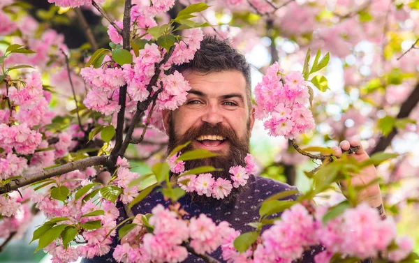 Homem com barba e bigode no rosto feliz perto de flores cor de rosa. Hipster com flor de sakura na barba. Homem barbudo com corte de cabelo fresco com flor de sakura no fundo. Unidade com o conceito de natureza — Fotografia de Stock