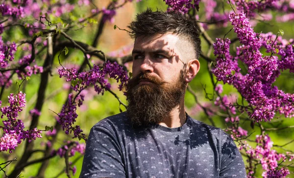 Hipster liker vår nær Fiol blomst. En skjeggete mann med ny frisyre som poserer med blomst av judas-trær. Parfymeringskonsept. Mann med skjegg og bart i strengt ansikt, nær blomster på solskinnsdag – stockfoto