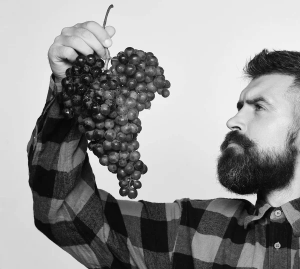 Weinbau und Herbstkulturen-Konzept. Mann mit Bart hält Weintrauben isoliert auf weißem Hintergrund. Winzer mit verträumtem Gesicht isst Trauben aus violetten Trauben — Stockfoto