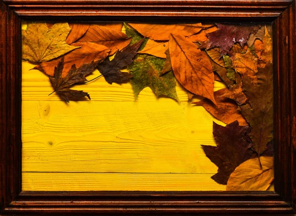 Sezonowe kompozycja koncepcja. Kolorowych liści jesienią na drewniane tekstury w ramce. Dąb i klon suszonych liści lay na żółtym tle drewnianych. Jesień, drewno i opadłych liści, miejsce — Zdjęcie stockowe