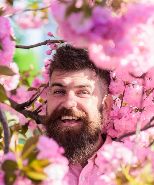 Harmony concept. Bearded man with stylish haircut with flowers of sakura on background. Man with beard and mustache on smiling face near flowers. Hipster in pink shirt near branches of sakura tree — Stock Photo, Image