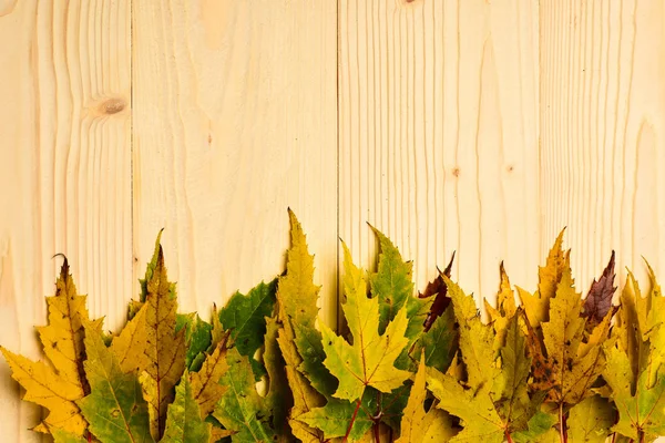 Na podzim spadané listí shromážděné v řadě na světlé pozadí. Na podzim sezóny koncept. Podzimní barevné listí na dřevěnou texturu, kopie prostor. Sušené javorový list na přírodní světlé dřevěné pozadí — Stock fotografie