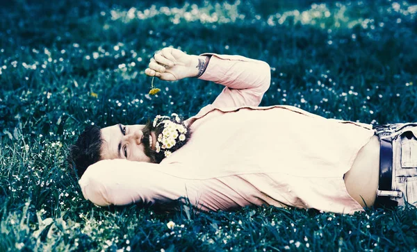 Concept allergie et antihistaminique. Homme barbu avec des fleurs de marguerite dans la barbe posée sur la prairie, fond d'herbe. L'homme avec la barbe sur le visage souriant renifle le pissenlit. Macho aux marguerites à la barbe relaxant — Photo