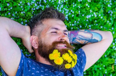 Sakal karahindiba çiçeklerle sakallı adam çayır, çimen arka plan üzerinde yatıyordu. Hippi sakal rahatlatıcı dandelions buket. Sakal ve bıyık yüz gülümseyen üzerinde olan adam. Tazelik kavramı