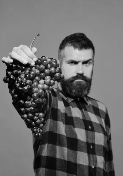 Weinbau und Herbstkulturen-Konzept. Winzer mit strenger Miene hält Traube. — Stockfoto