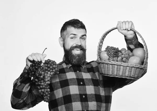 Agricultor con cara feliz presenta manzanas, arándanos y uvas maduras. Un tipo con cosecha. Hombre con barba sostiene cesta con frutas y uvas púrpuras —  Fotos de Stock