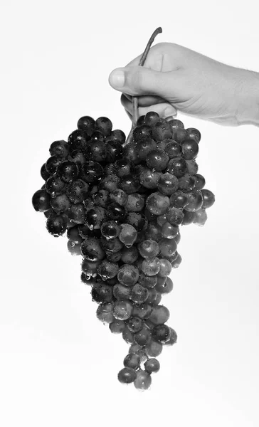 Männliche Hand hält Trauben schwarzer Trauben isoliert auf weißem Hintergrund. Weinbereitung und Herbstkonzept. Winzer zeigt Trauben — Stockfoto