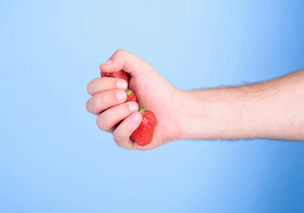 Strawberries fresh gathered harvest in male fist close up. Squeezing fresh strawberry juice. Hand holds red sweet ripe berries blue background. Fresh juice concept. Producing fresh strawberry juice