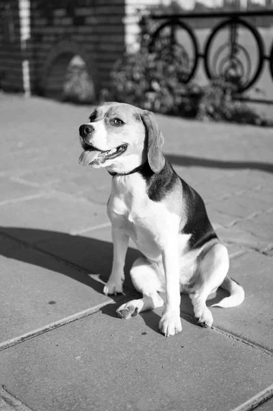 Χαριτωμένο σκυλί κάθεται στο μονοπάτι εξωτερική ηλιόλουστη ημέρα — Φωτογραφία Αρχείου