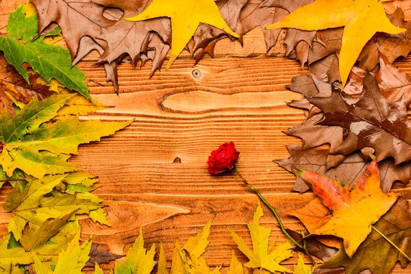 Fall season concept. Maple dried leaf and rose flower on natural light background. Autumn colorful leaves on wooden texture, copy space. Autumn fallen leaves collected as frame on wooden background — Stock Photo, Image