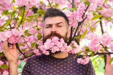 Adam arka plan üzerinde sakura ağacı bloom ile sakallı. Bahar kavramı. Hippi sakal sakura çiçeği ile. Sakal ve bıyık ihale pembe çiçekli dallar yakınındaki katı yüzünde olan adam