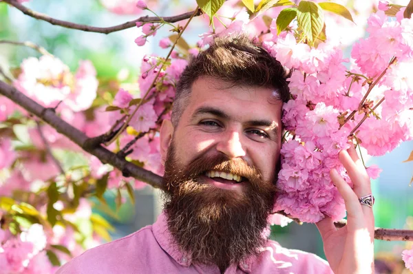 Hippi sakura dalı yakınındaki pembe gömlekli. Parfümeri kavramı. Sakal ve bıyık yüz yakınındaki sakura çiçek gülümseyen üzerinde olan adam. Sakallı adam arka plan üzerinde sakura çiçekli şık saç kesimi ile
