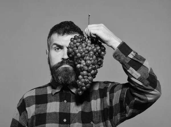 Hombre con barba sostiene racimo de uvas aisladas en verde —  Fotos de Stock