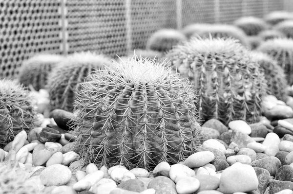 Plantas suculentas com espinhos espinhosos — Fotografia de Stock