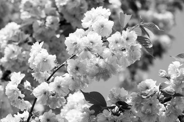 Pembe çiçekler mavi gökyüzü arka plan, bloom kiraz ağacında