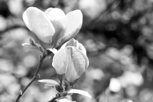 Branch with blooming pink magnolia flower buds — Stock Photo, Image