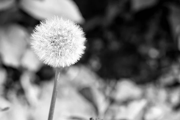 Квітка кульбаби з насінням на природному фоні — стокове фото