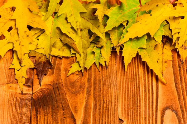 Fall season concept. Maple dried leaf on natural light wooden background. Autumn colorful leaves on wooden texture, copy space. Autumn fallen leaves collected in row on light background, top view — Stock Photo, Image