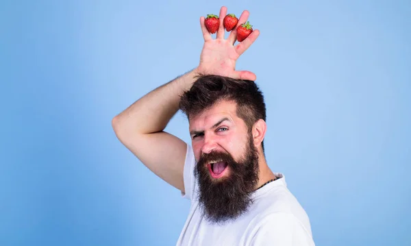 Conceito de rei de morango. Homem hipster barbudo mantém a mão com morangos acima da cabeça como coroa. Homem rei jardineiro de sucesso de fundo azul de morango. Hipster rosto barbudo feliz com coroa — Fotografia de Stock