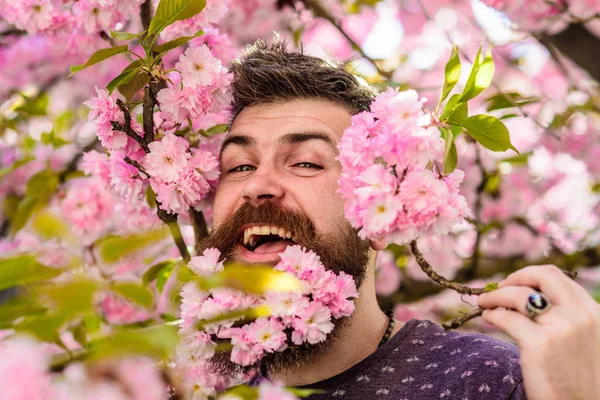 Homem com barba e bigode na cara feliz perto de flores rosa concurso. Hipster com flor de sakura na barba. Conceito de ternura. Homem barbudo com corte de cabelo fresco com flor de sakura no fundo — Fotografia de Stock