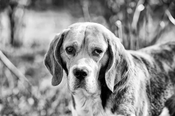 Vadászat és észlelési kutya. Kutya-val vágyódik fülek a nyári szabadtéri. Beagle séta a friss levegőn. Aranyos kisállat napsütéses napon. Társ vagy a barát és a barátság koncepció, vintage szűrő — Stock Fotó