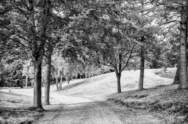 Doğa, çevre ve ekoloji kavramı. Patika yeşil ağaçlar, ekoloji arasında. Bahar ya da yaz orman, doğa yolundaki. Yol ahşap peyzaj, çevre.