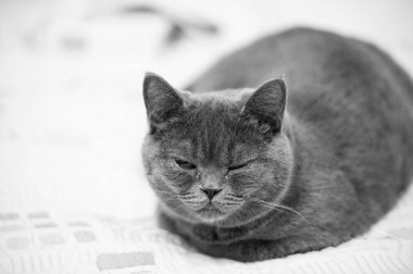 Kedi gözü kapalı. Britanya ile ilgili stenografi kedi kapağında sakin ol. Gri ceket ile şirin evde beslenen hayvan. Evde kedi yavrusu. Zaman rahatla. huzur ve barış kavramı