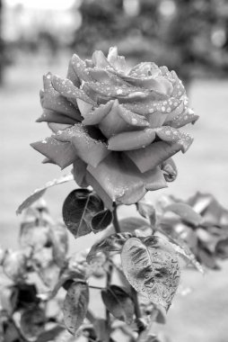 Pembe yaprakları güneşli günde çiçek açması ile yükseldi