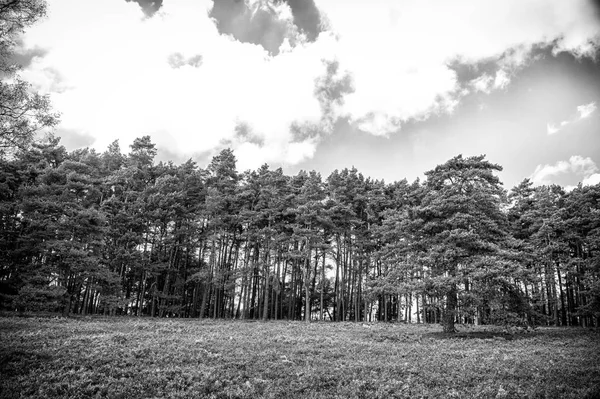 多云蓝天上的松树木 — 图库照片