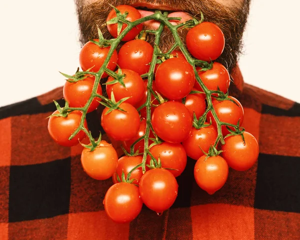Concepto de agricultura y jardinería. Agricultor sostiene tomates cherry en la boca . —  Fotos de Stock