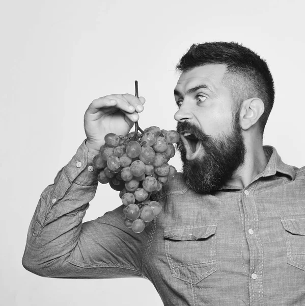 Bauer zeigt seine Ernte. Mann mit Bart hält grüne Trauben in der Hand — Stockfoto