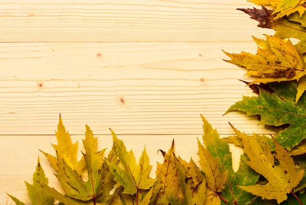 Autumn fallen leaves collected in row on light background. Maple dried leaf on natural light wooden background. Fall season concept. Autumn colorful leaves on wooden texture, copy space — Stock Photo, Image