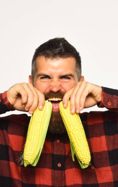 Sakallı adam beyaz arka planda olgun mısır koçanları tutuyor.