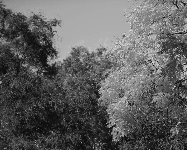 Verzameling van prachtige kleurrijke bomen. — Stockfoto