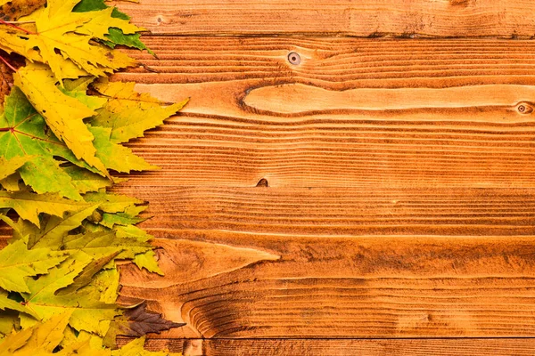 Autumn fallen leaves collected in row on light background, top view. Fall season concept. Autumn colorful leaves on wooden texture, copy space. Maple dried leaf on natural light wooden background — Stock Photo, Image