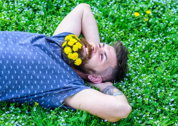 Bearded man with dandelion flowers in beard lay on meadow, grass background. Man with beard and mustache on smiling face. Hipster with bouquet of dandelions in beard relaxing. Freshness concept