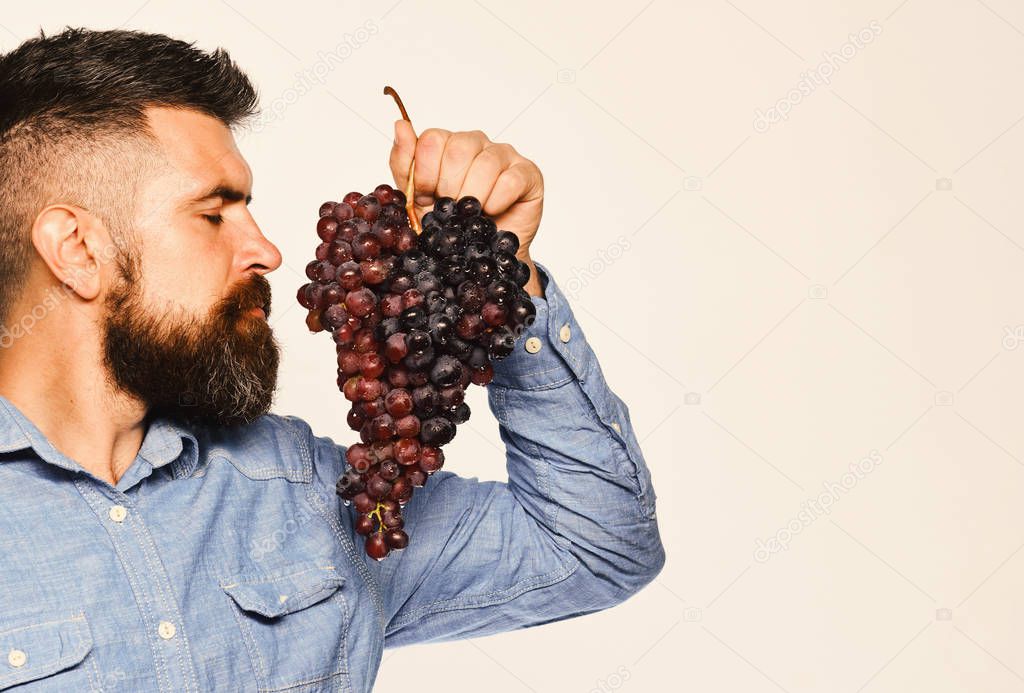 Viticulture and gardening concept. Man with beard holds black grapes