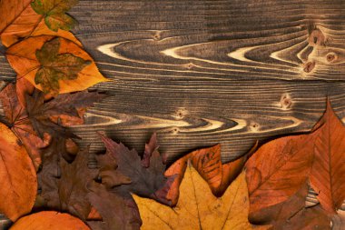 Kuru yaprakları açı, kopya alanı yerleştirilir. Yaprakları topluluğu
