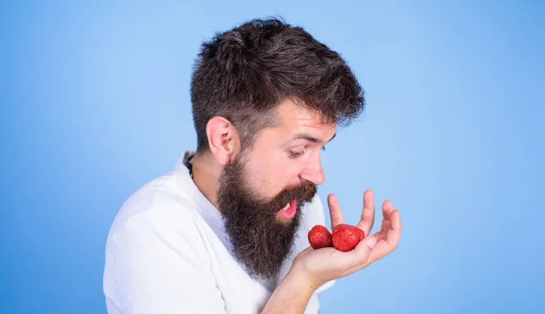 Man shouting hungry greedy face with beard eats strawberries. Do not touch my berry. Man greedy hungry not going to share strawberries blue background. Hipster bearded holds strawberries on palm