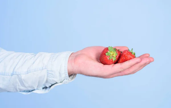 Male hand with strawberries blue background. Help yourself. Hand proposes take strawberry. Take strawberry if you want. Fresh harvest of ripe red berries. Berry tasty organic treat or snack
