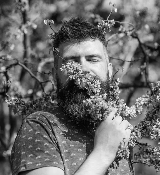 Bearded man with fresh haircut sniffs bloom of judas tree. Tranquility concept. Hipster enjoys aroma of violet blossom. Man with beard and mustache on peaceful face near flowers on sunny day