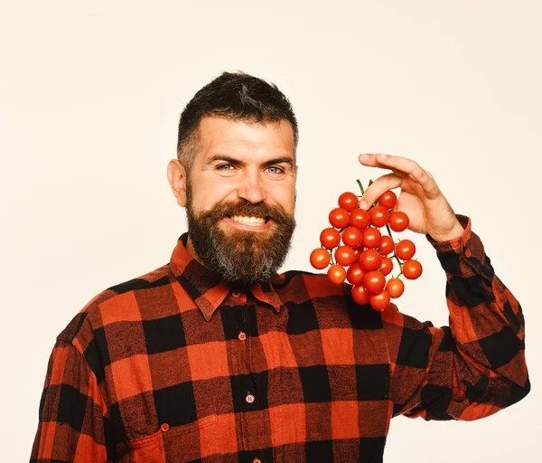 Farming and gardening concept. Man with beard holds tomato berries