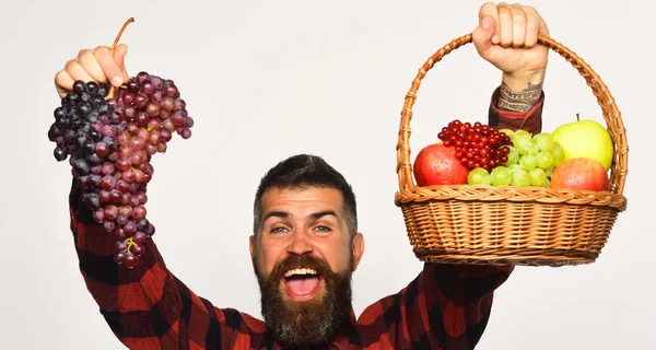수확하는 남자. 수염을 가진 사람이 바구니에 과일을 담고 있다 — 스톡 사진