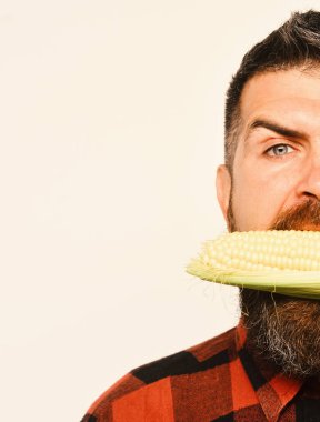 Sakallı adam beyaz arka plan üzerinde kopya alanı izole olgun Mısır Mısır koçanı yiyor. Tarım ve sonbahar bitkileri kavramı. Yüz yarısı gösterilen çiftçi