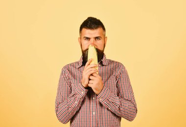 Çiftçi sakin yüz ile sarı mısır kokuyor. Tarım ve sonbahar bitkileri kavramı. Adam onun hasat gösterir. Sakallı Mısır Mısır koçanı tutar