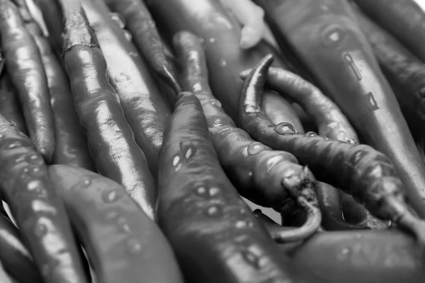 Conjunto de pimentas quentes em close up. Pimentos picantes mexicanos de forma longa. Antecedentes de pimentas — Fotografia de Stock