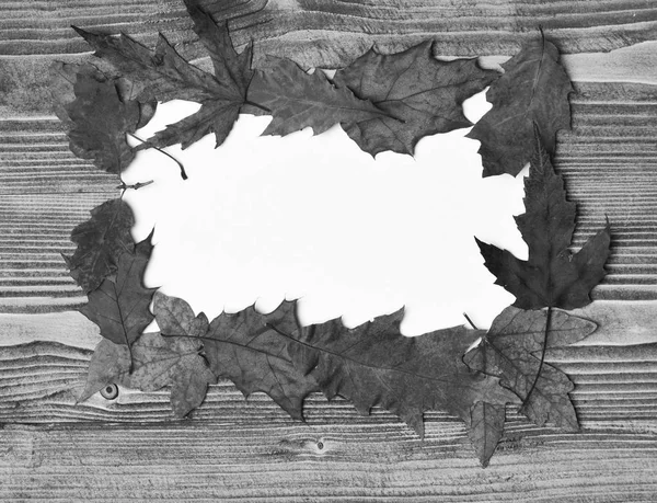 Concept d'art d'automne. Composition des feuilles d'automne avec cadre photo — Photo